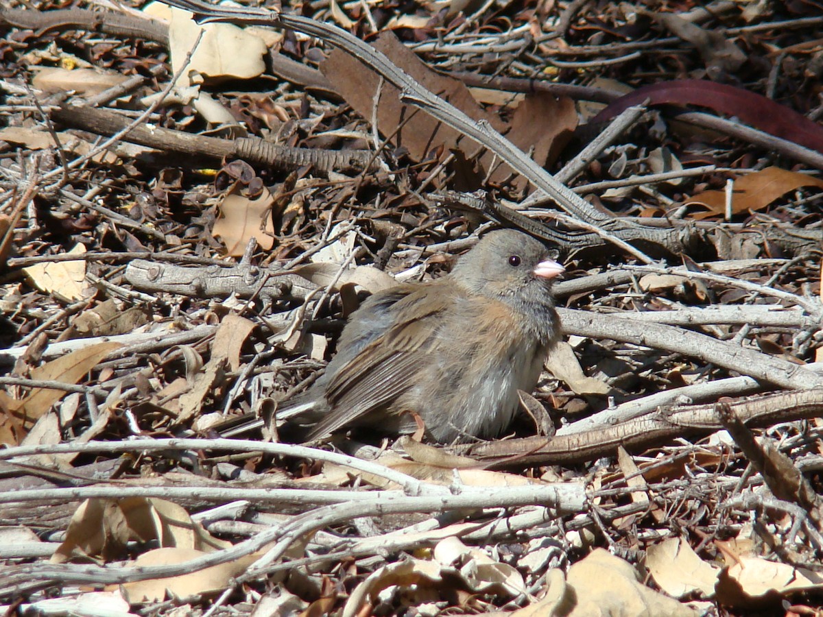 Dark-eyed Junco - ML254209961