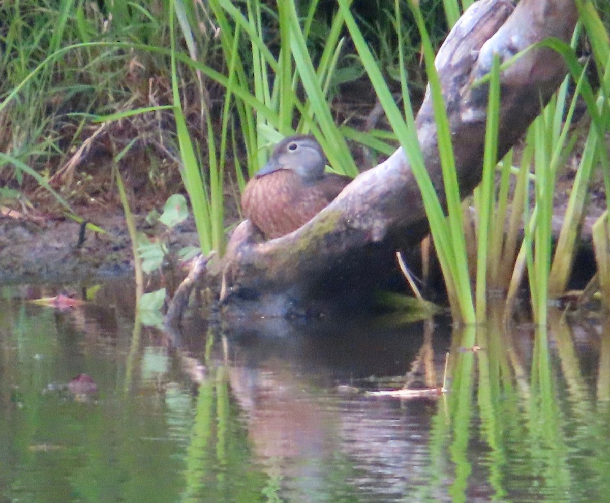 Wood Duck - ML254210931