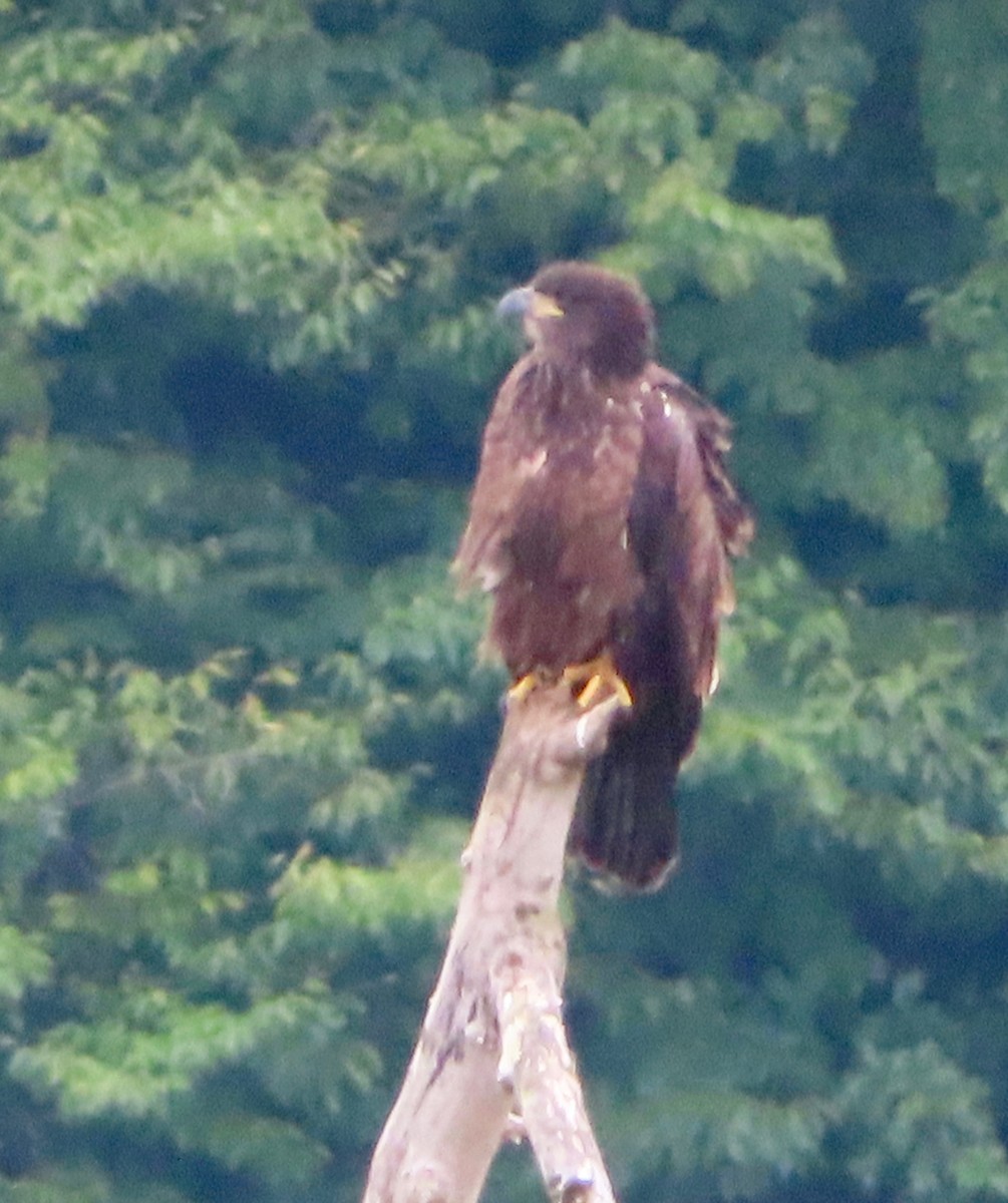 Weißkopf-Seeadler - ML254211281