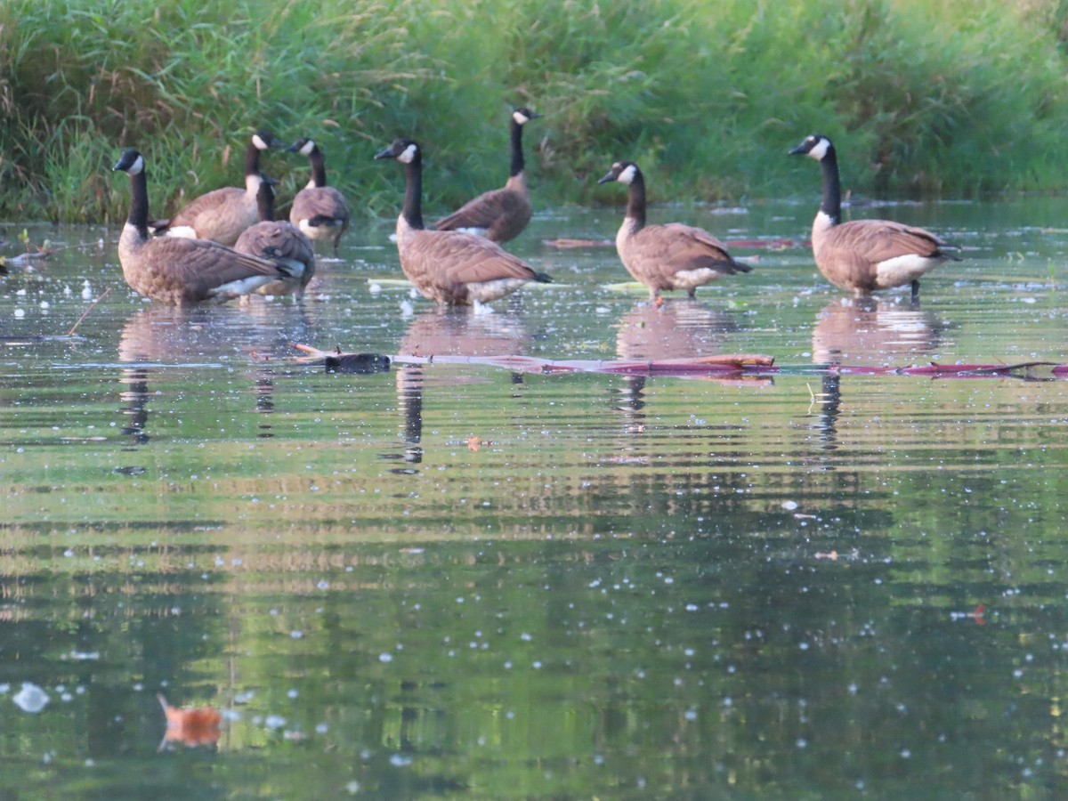 Canada Goose - ML254211551