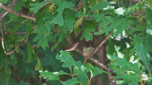 Ruby-throated Hummingbird - ML254211851