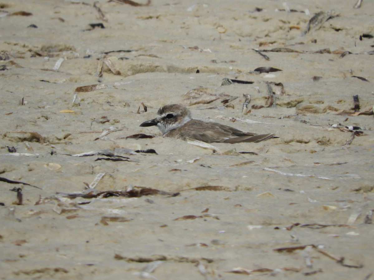 Wilson's Plover - Shane Carroll