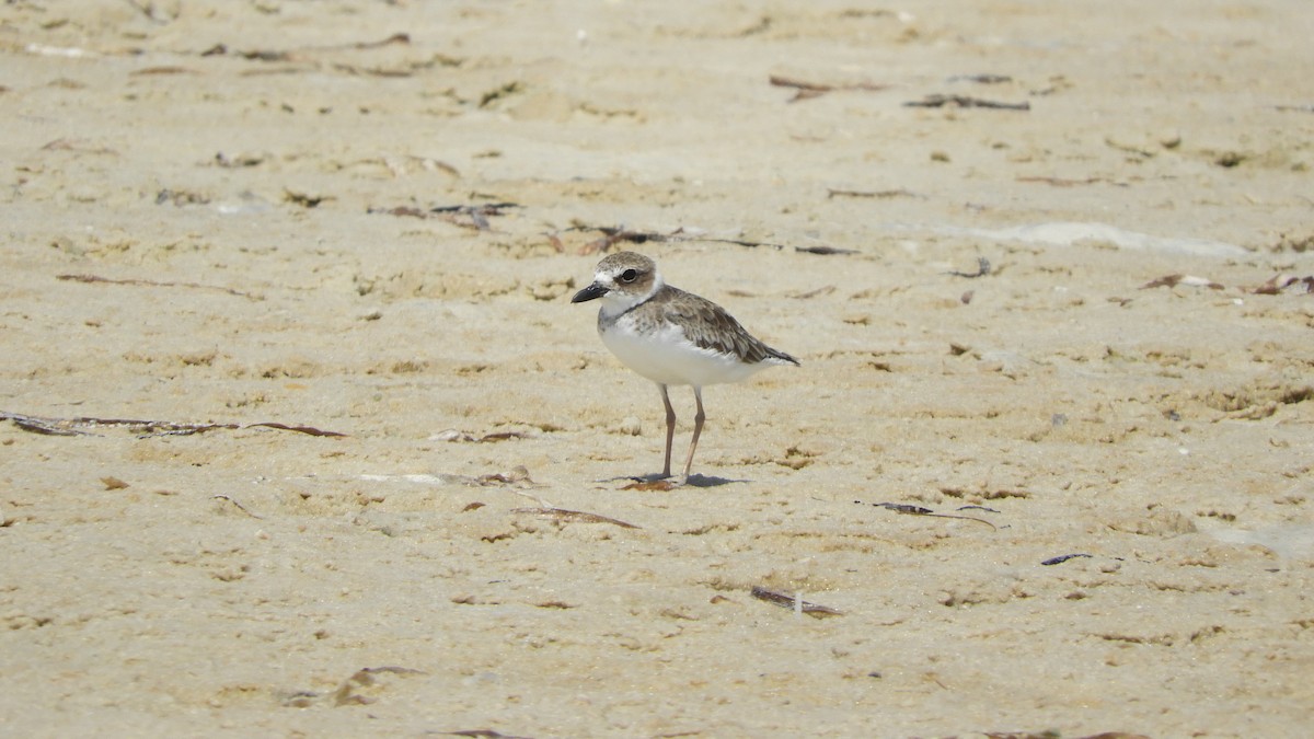 Wilson's Plover - ML254212051