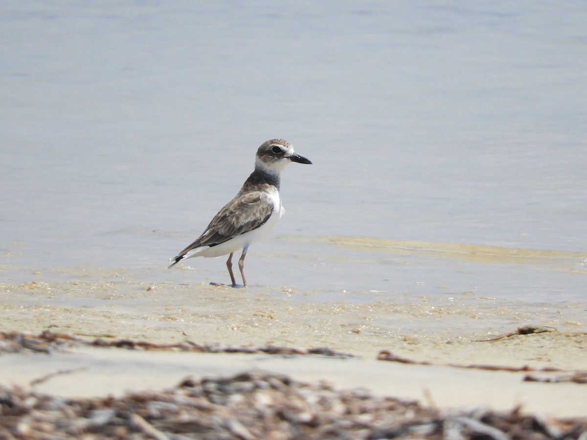 Wilson's Plover - ML254212061