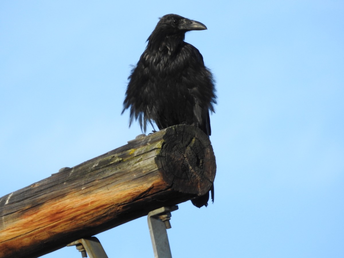 Common Raven - Vince Hiebert