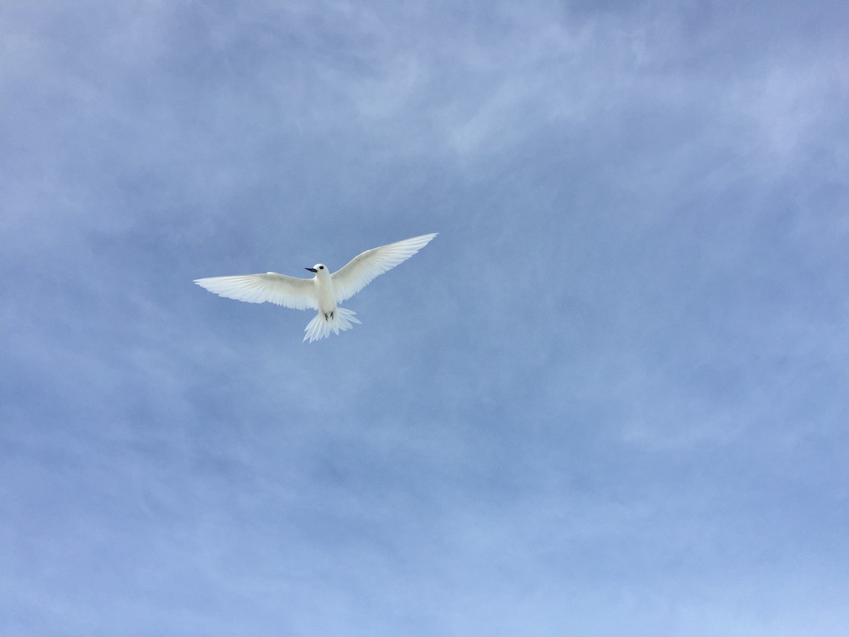 White Tern - ML25421461