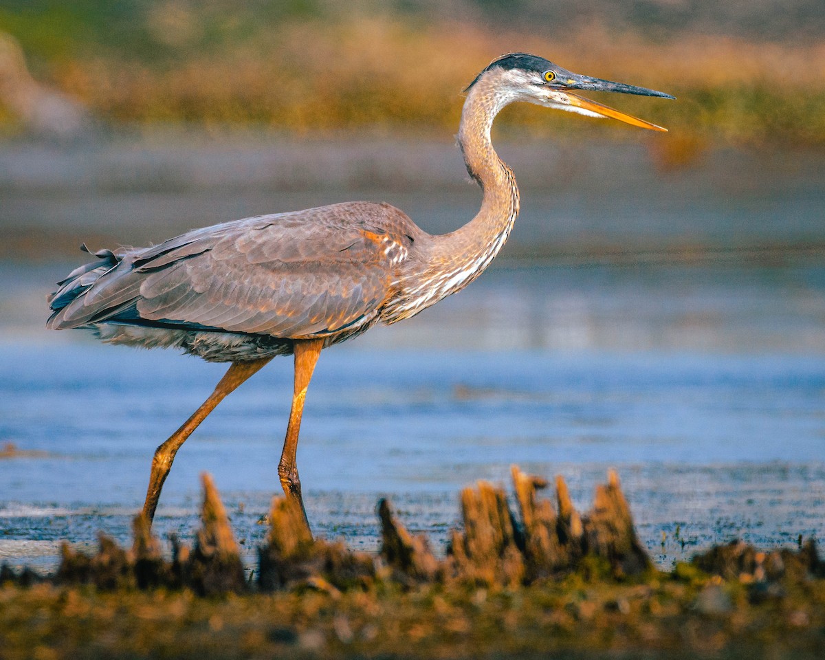 Great Blue Heron - Steve Sabo