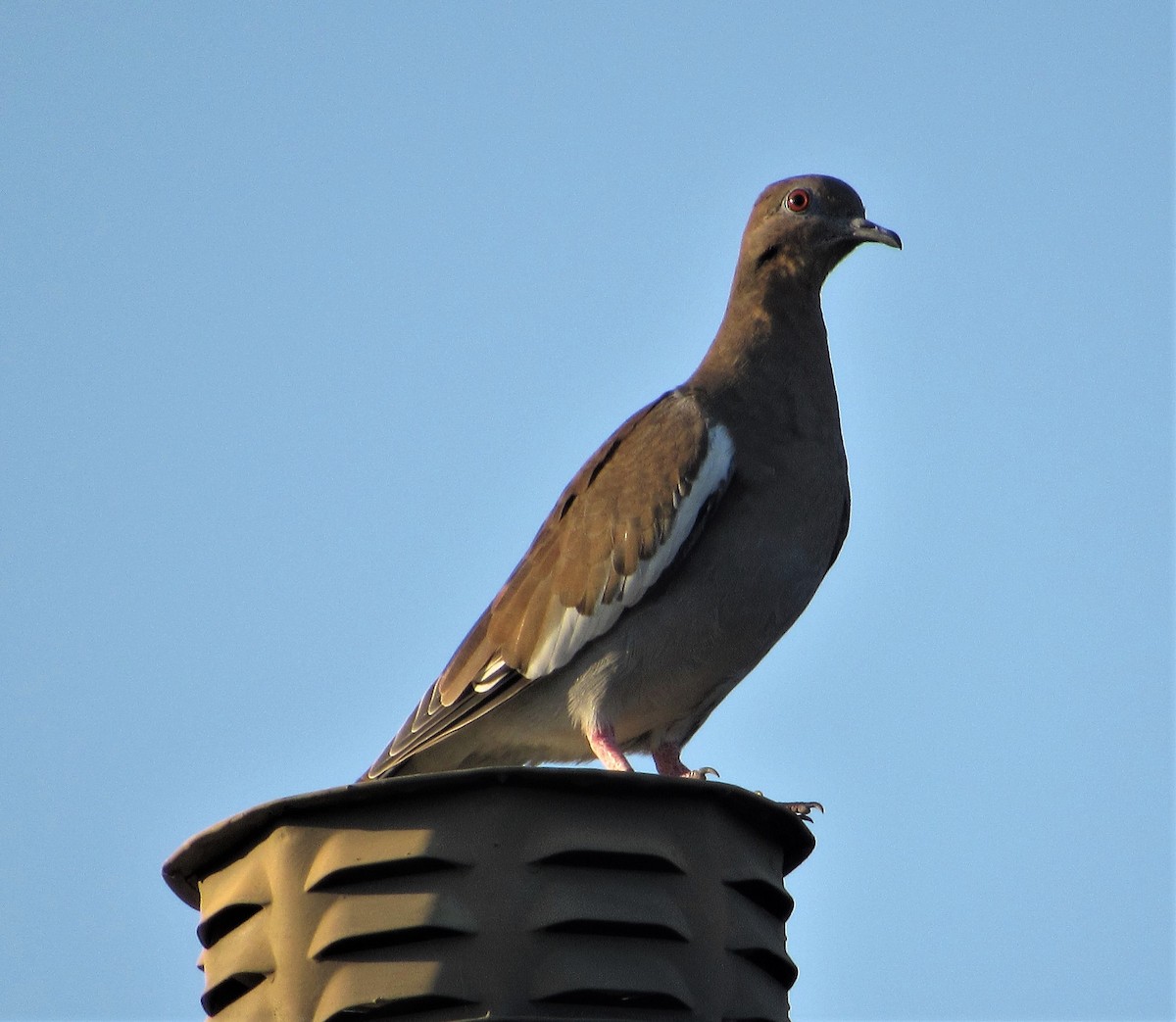 White-winged Dove - ML254216571