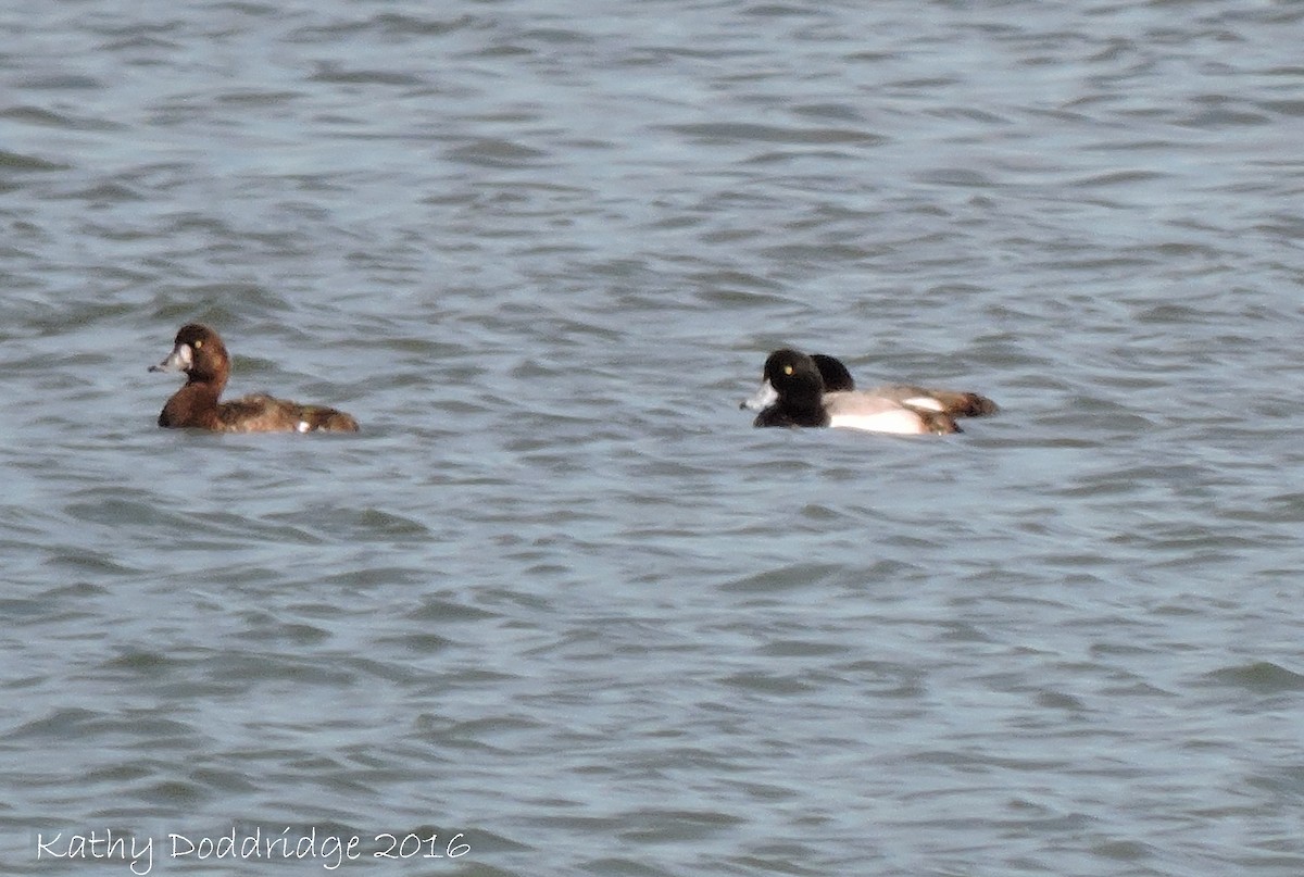 Greater Scaup - ML25421741