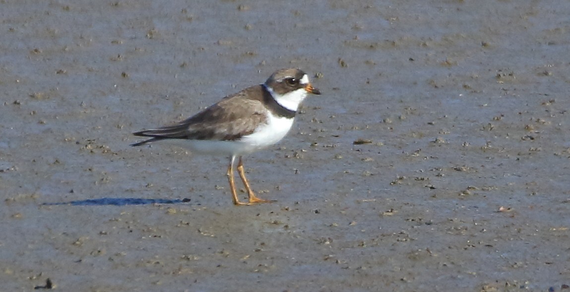 Semipalmated Plover - ML254218441