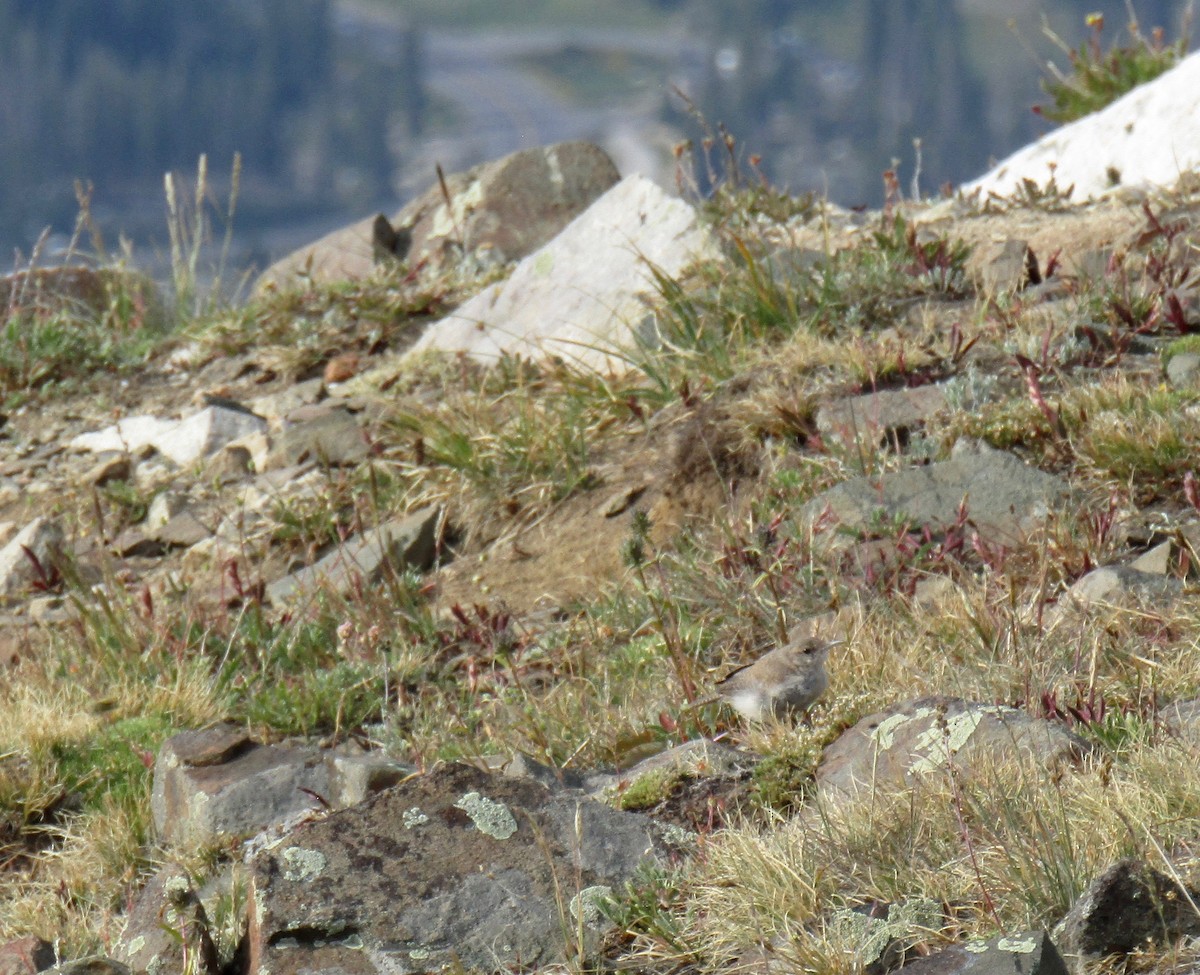 Troglodyte des rochers - ML254218831