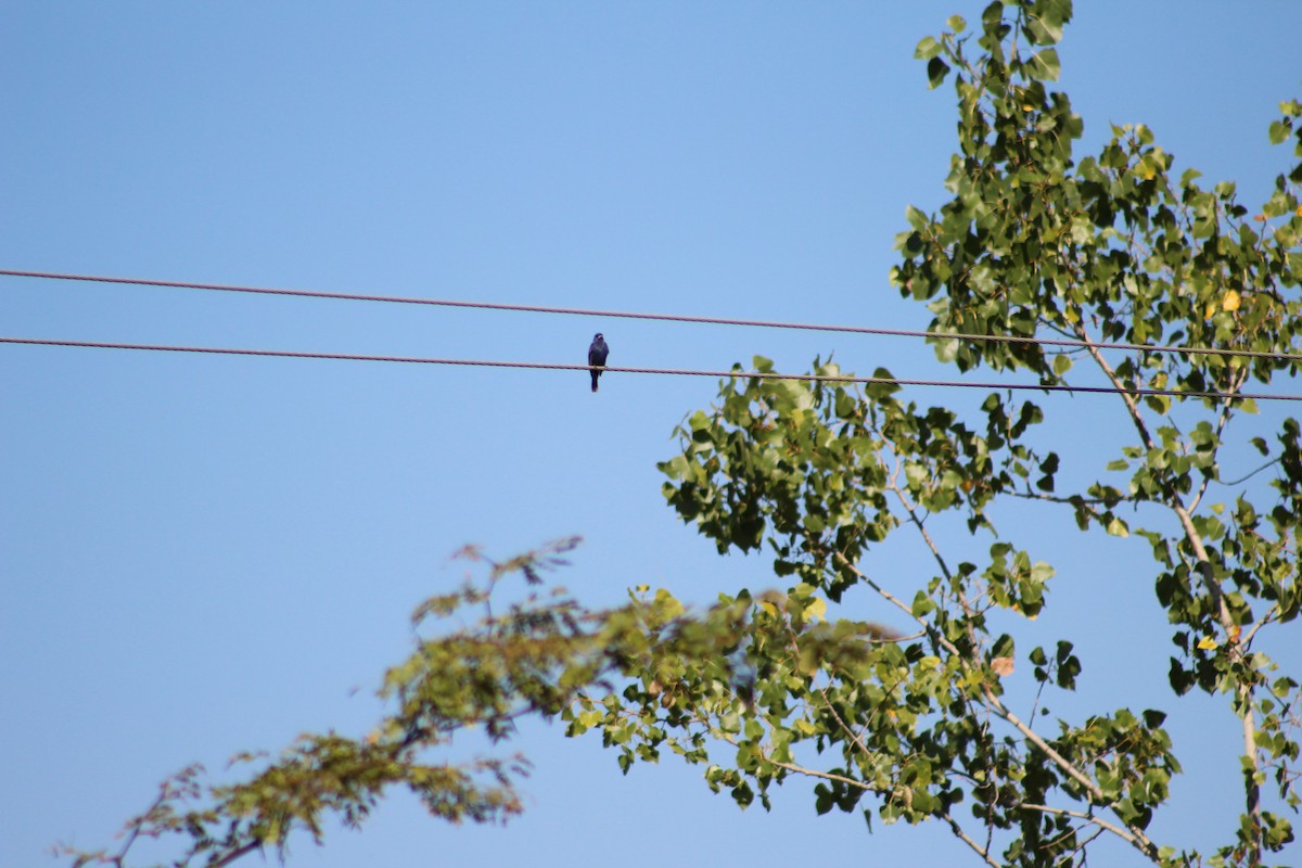 Blue Grosbeak - ML254219021