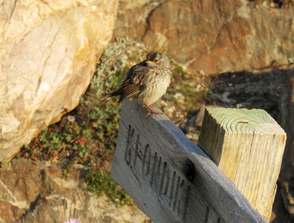 White-crowned Sparrow - ML254219181