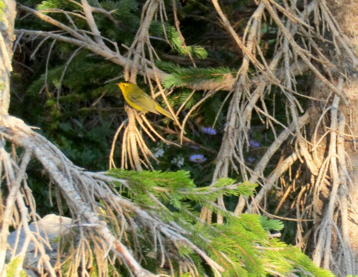 Wilson's Warbler - ML254219221