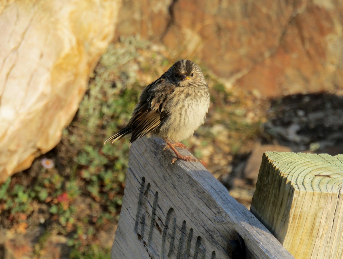 White-crowned Sparrow - ML254219311