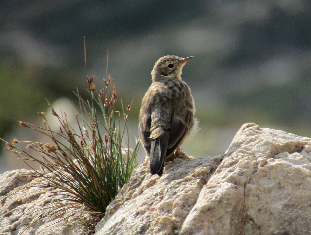 American Pipit - Al Zerbe