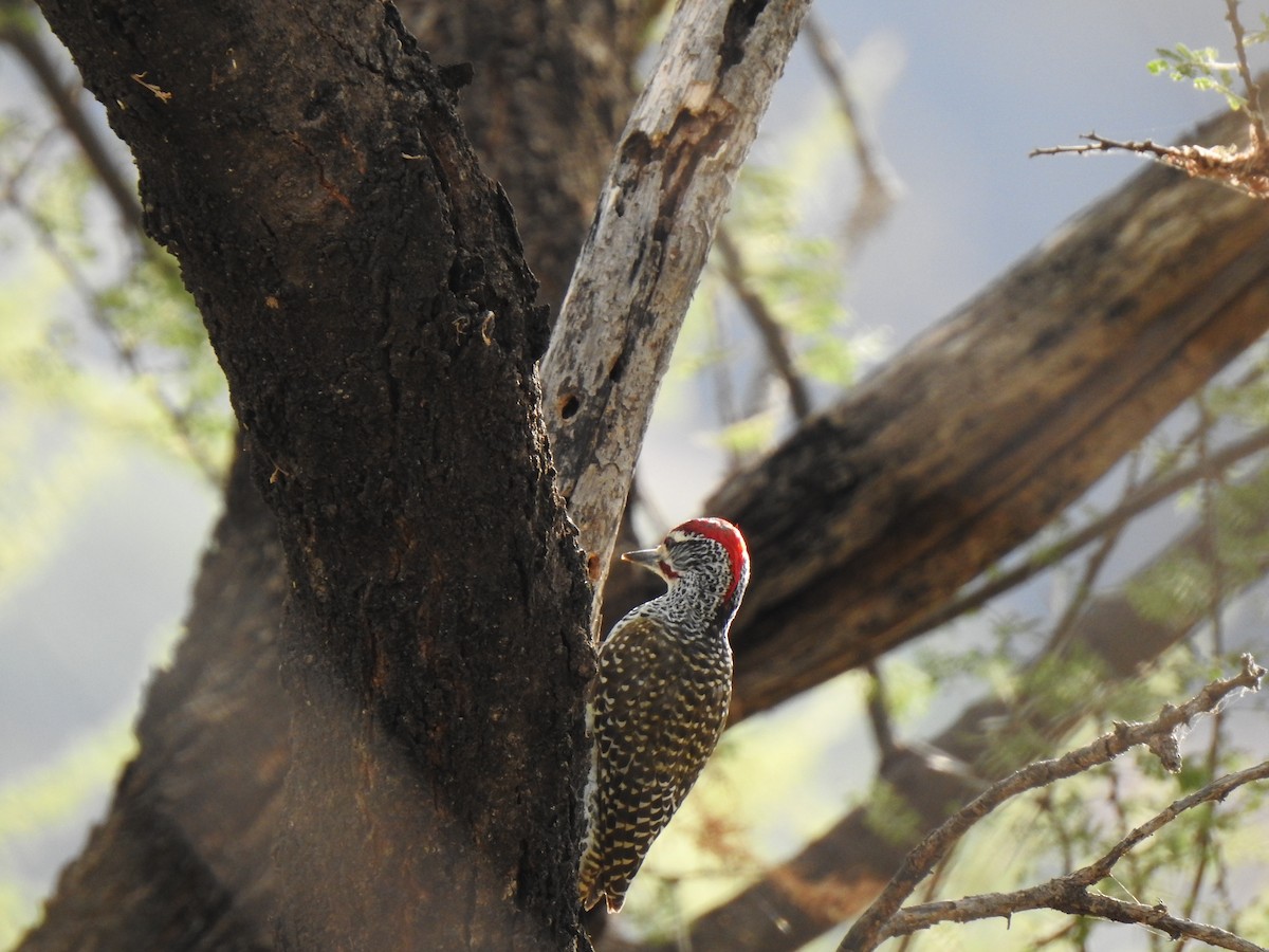 Nubian Woodpecker - ML254219501