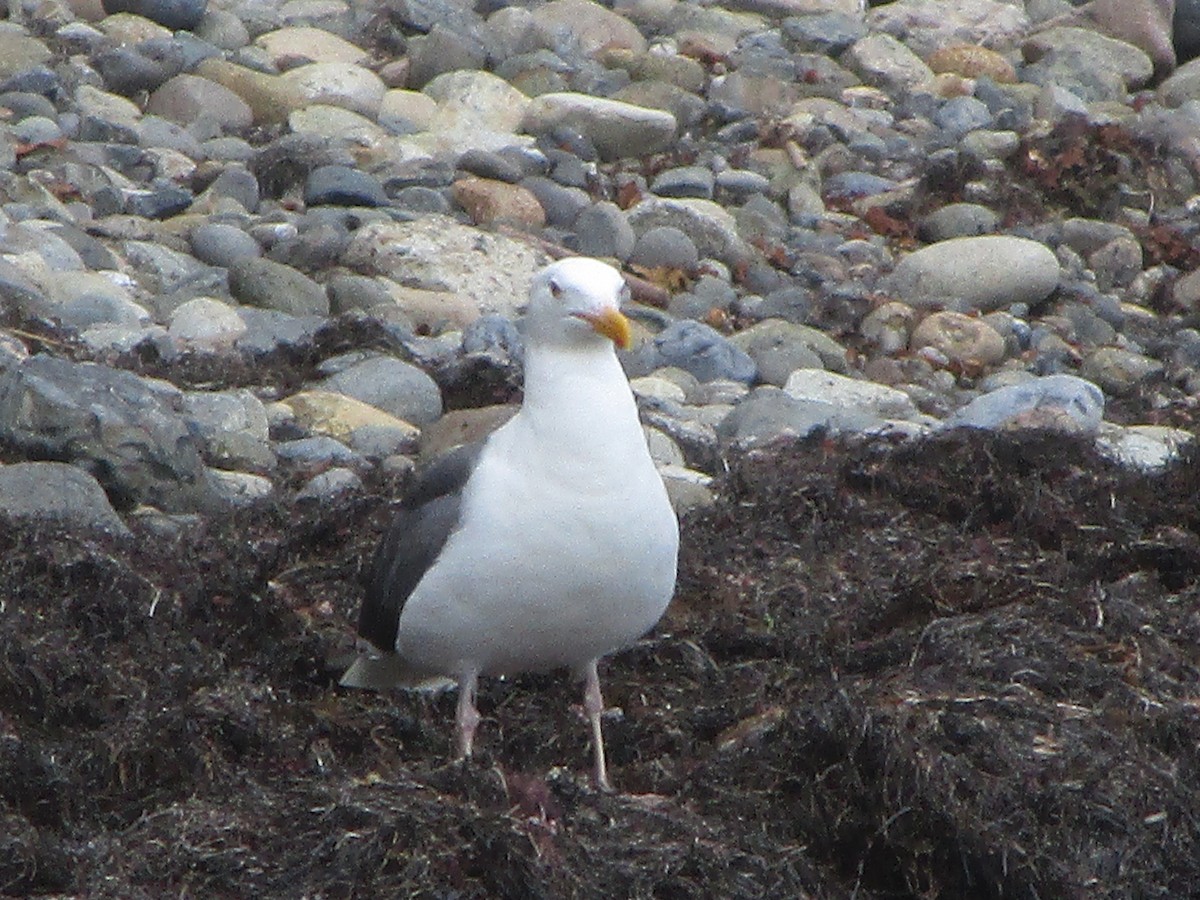 Goéland d'Audubon - ML254219761