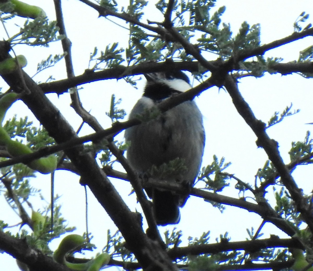 Somali Tit - ML254219981