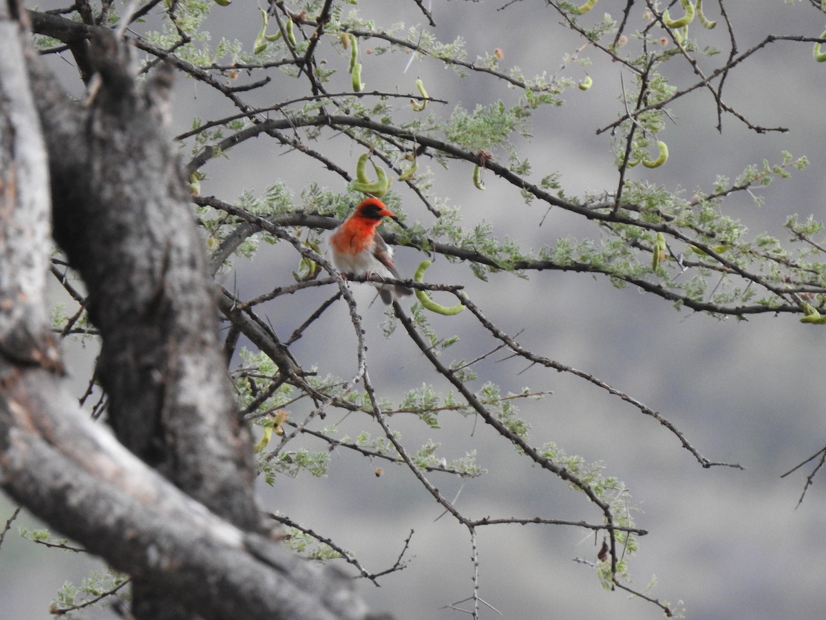 Red-headed Weaver - ML254220111