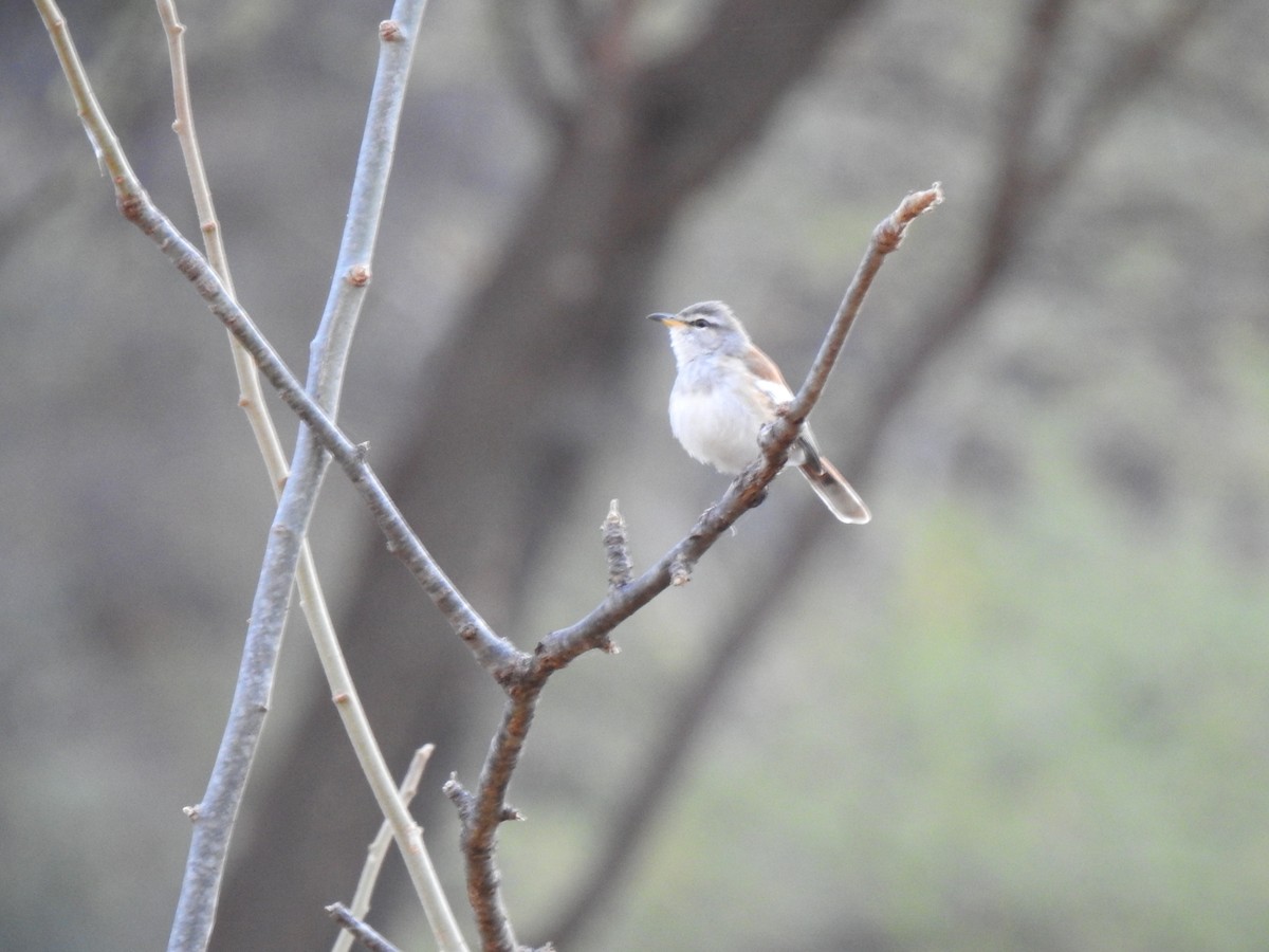 Red-backed Scrub-Robin - ML254220261