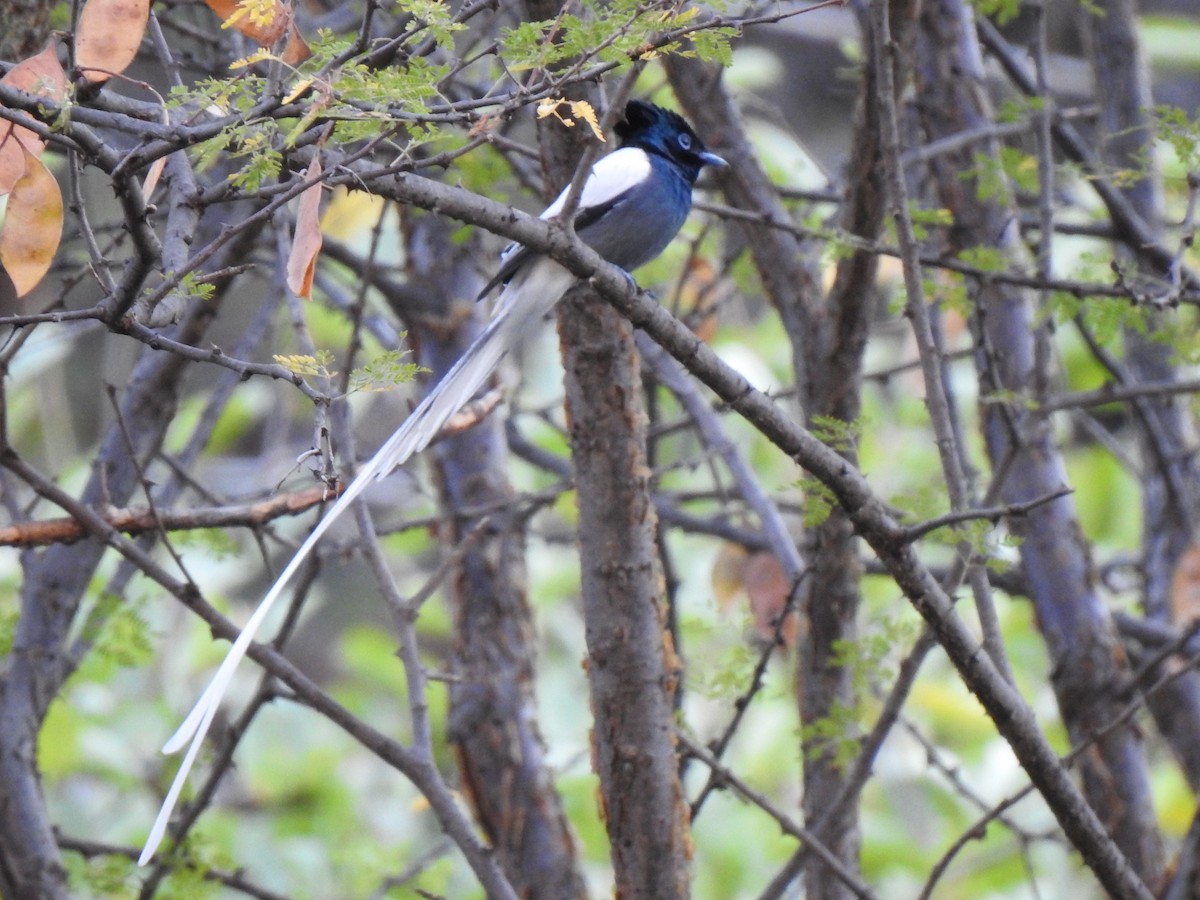 African Paradise-Flycatcher - ML254220391