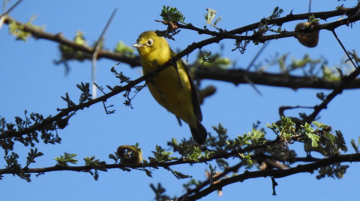 Pale White-eye - ML254220491