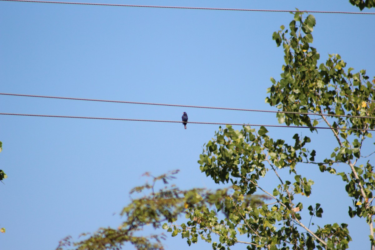 Blue Grosbeak - ML254220541