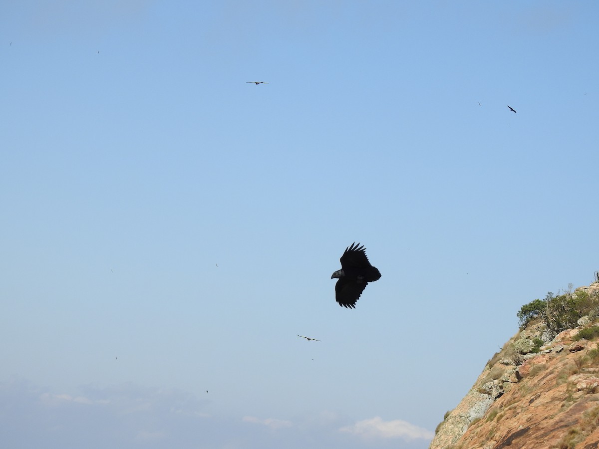 Fan-tailed Raven - David Clarance