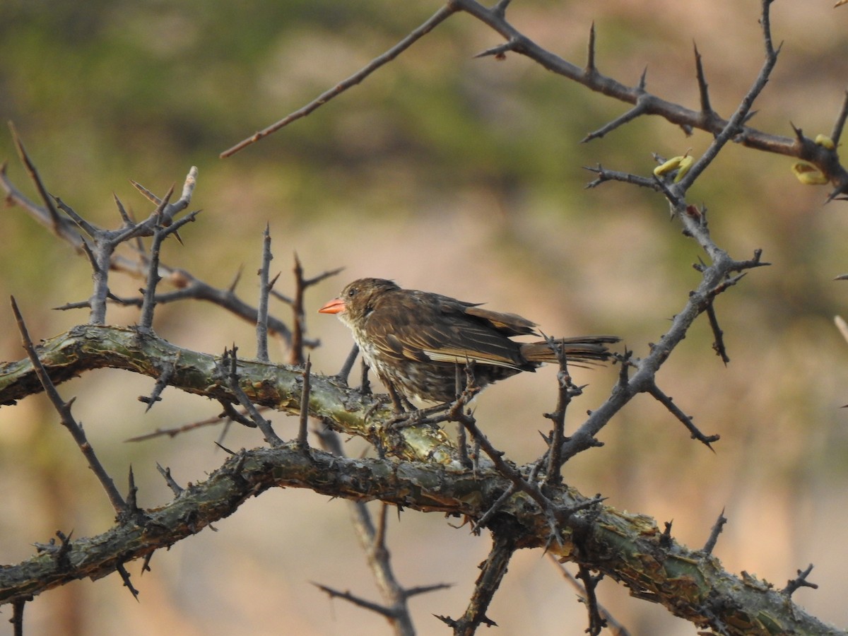 Red-billed Buffalo-Weaver - ML254221711