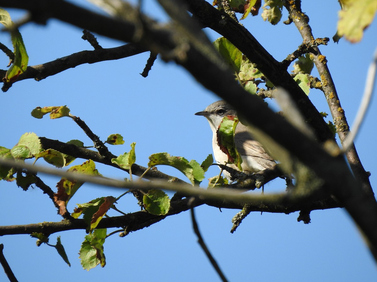 Lesser Whitethroat - Igor Kozytsky