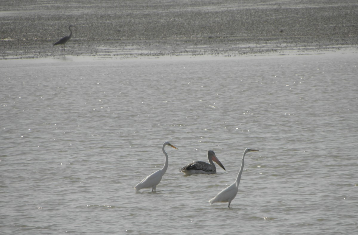 Pink-backed Pelican - ML25422241