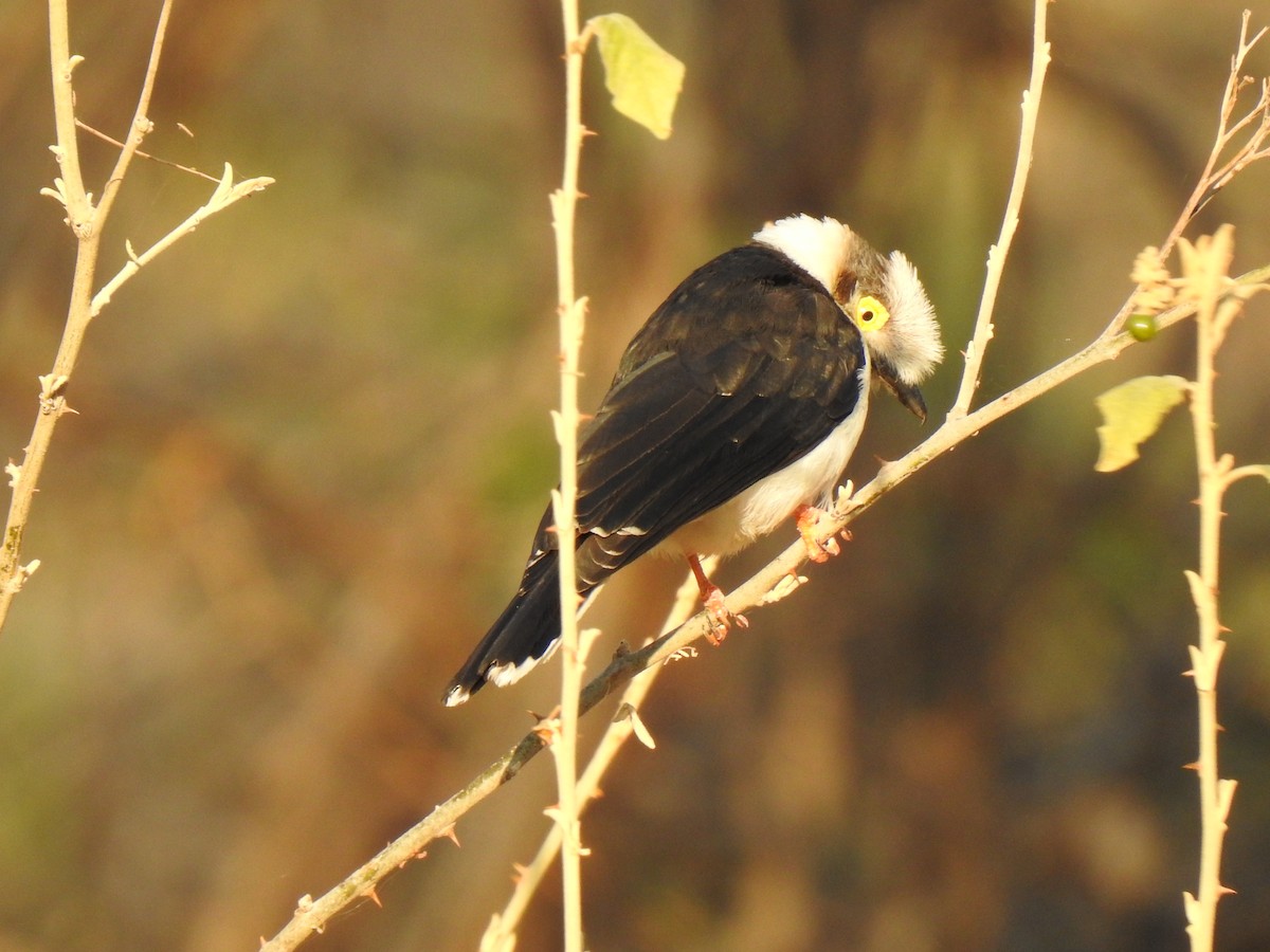 White Helmetshrike - ML254222531