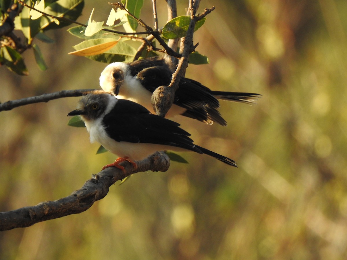 White-crested Helmetshrike - ML254222541
