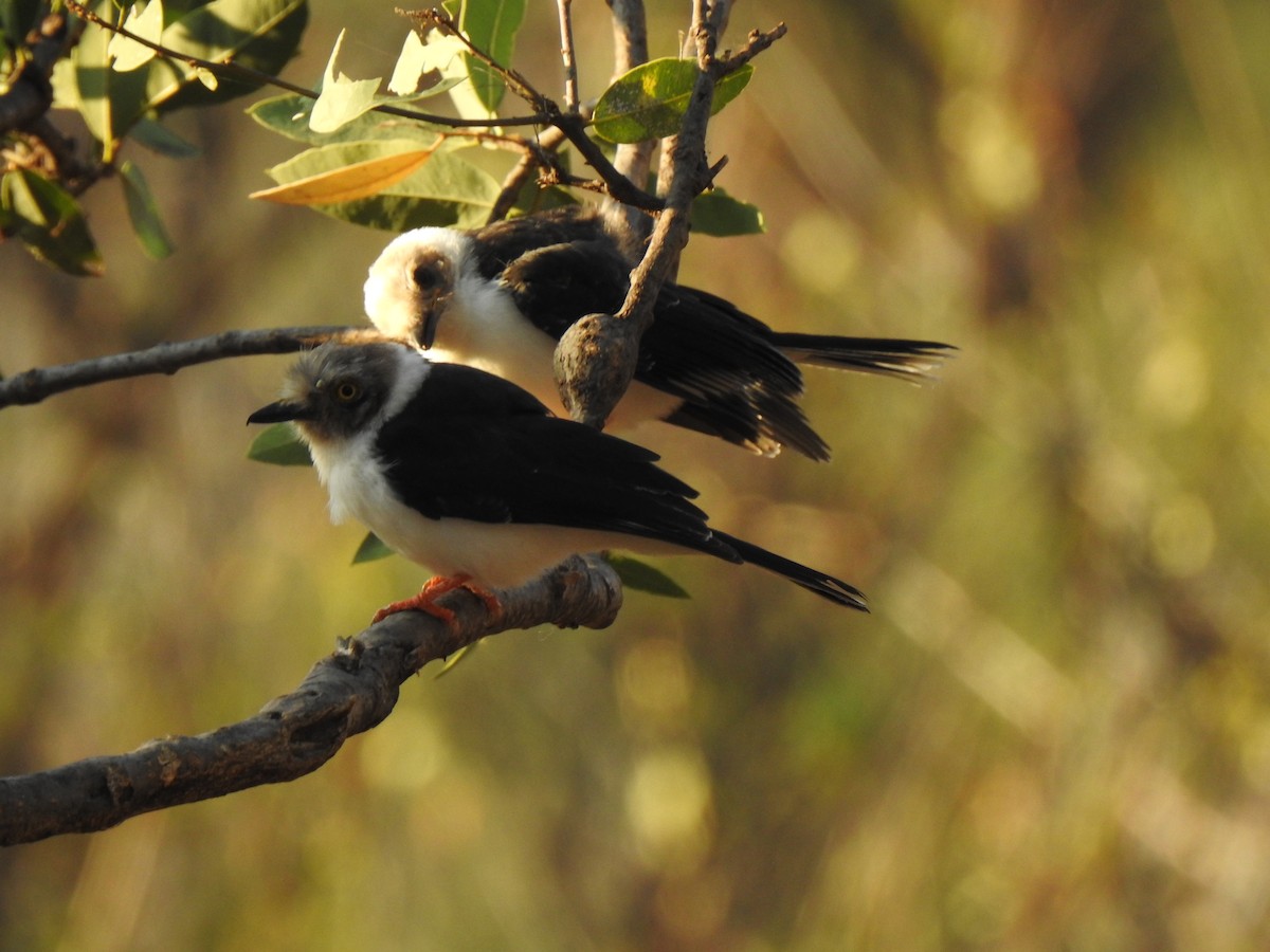 White Helmetshrike - ML254222541