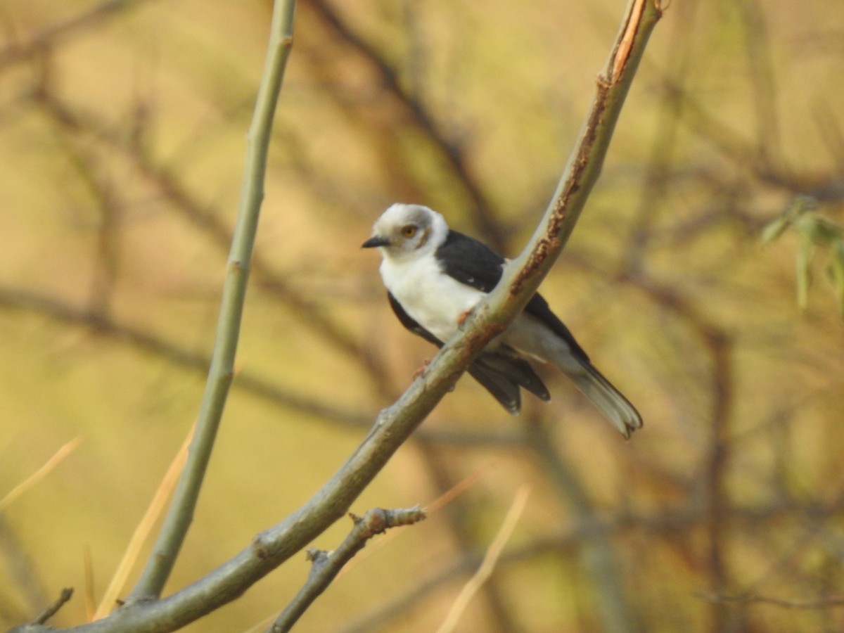 White-crested Helmetshrike - ML254222551