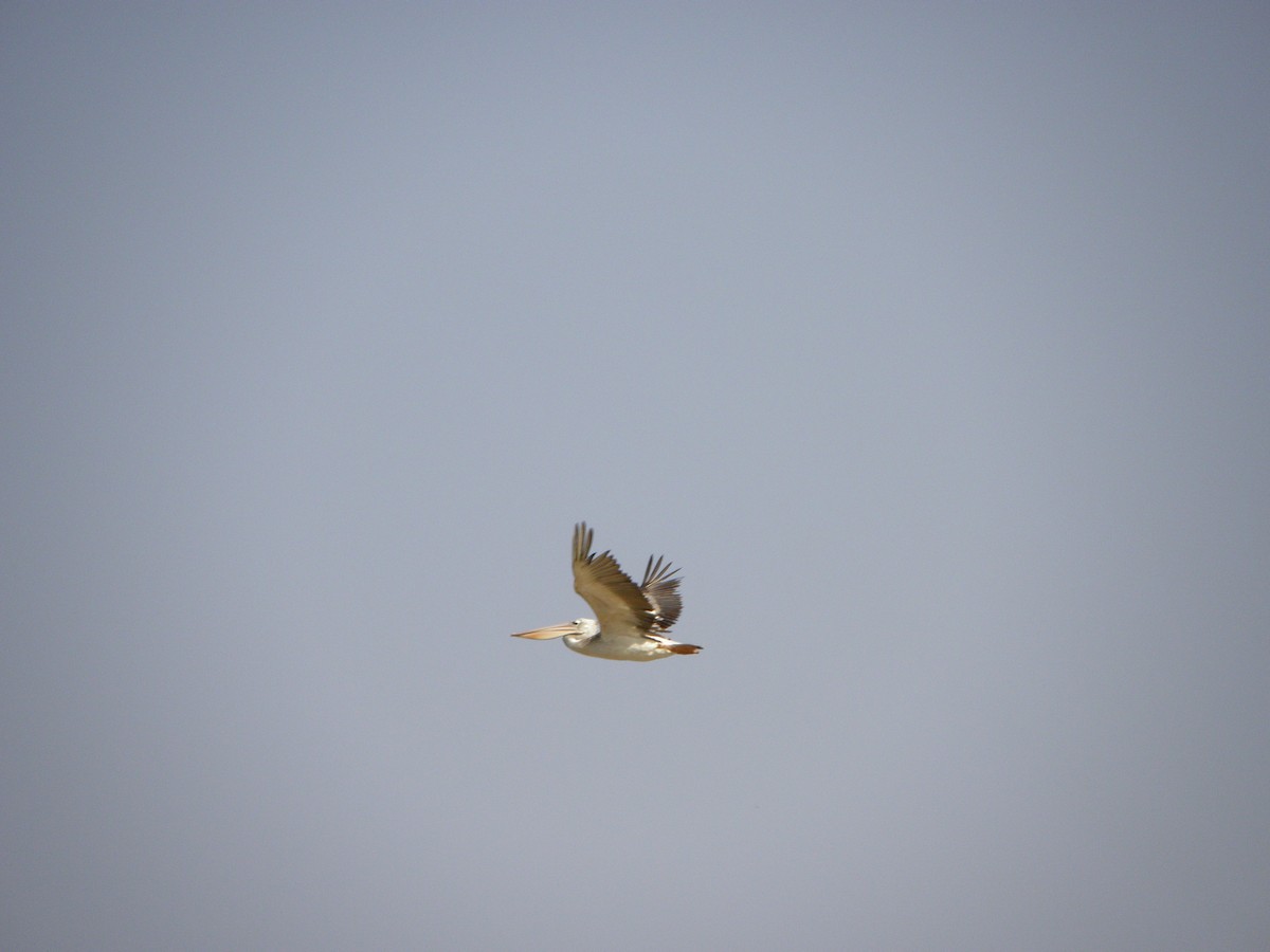 Pink-backed Pelican - ML25422271