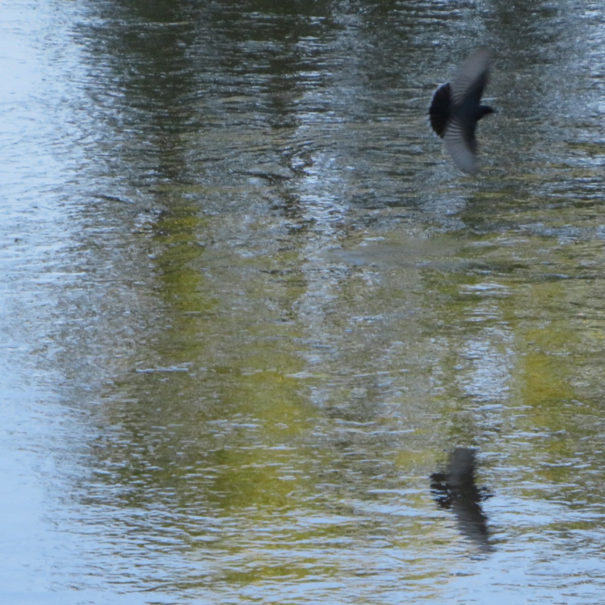 Eastern Kingbird - ML254222831