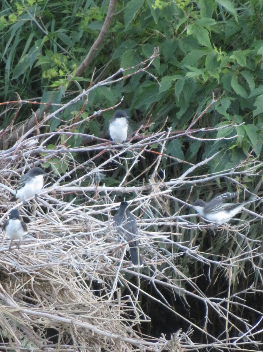 Eastern Kingbird - ML254222841
