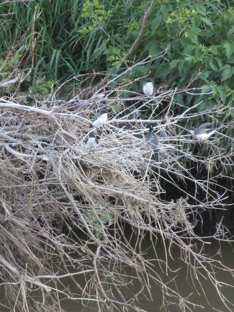Eastern Kingbird - ML254222871