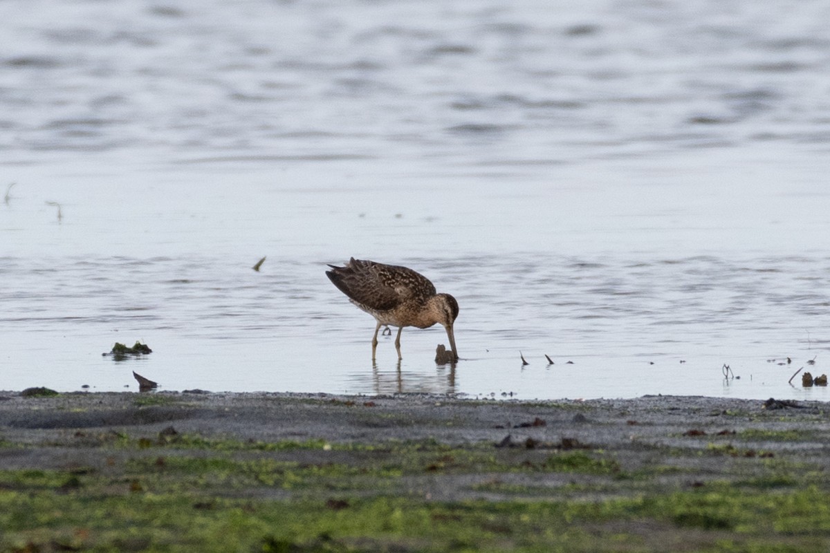 Short-billed Dowitcher - ML254226221