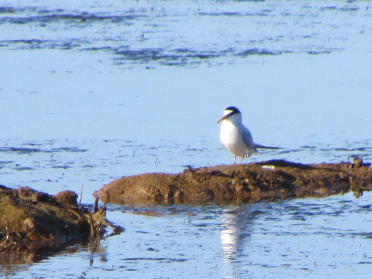 Little Tern - George Watola