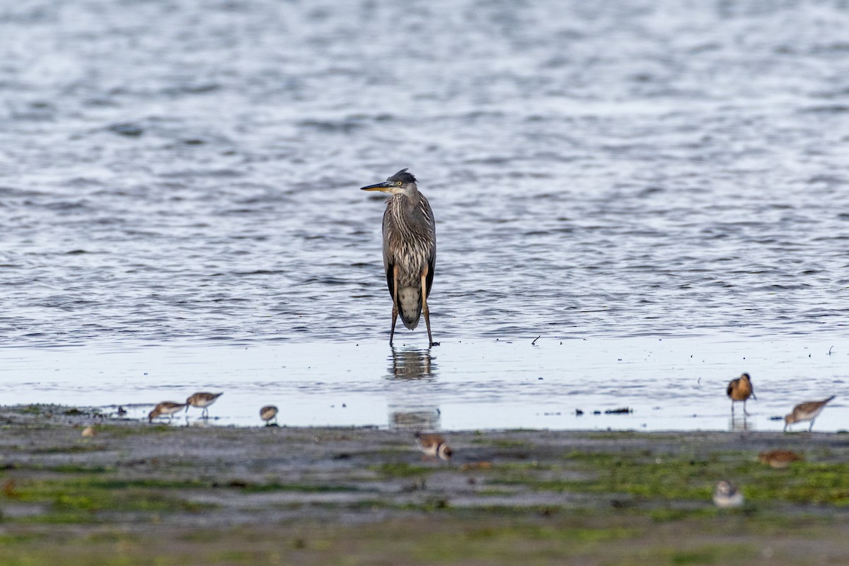 Great Blue Heron (Great Blue) - Steven McGrath