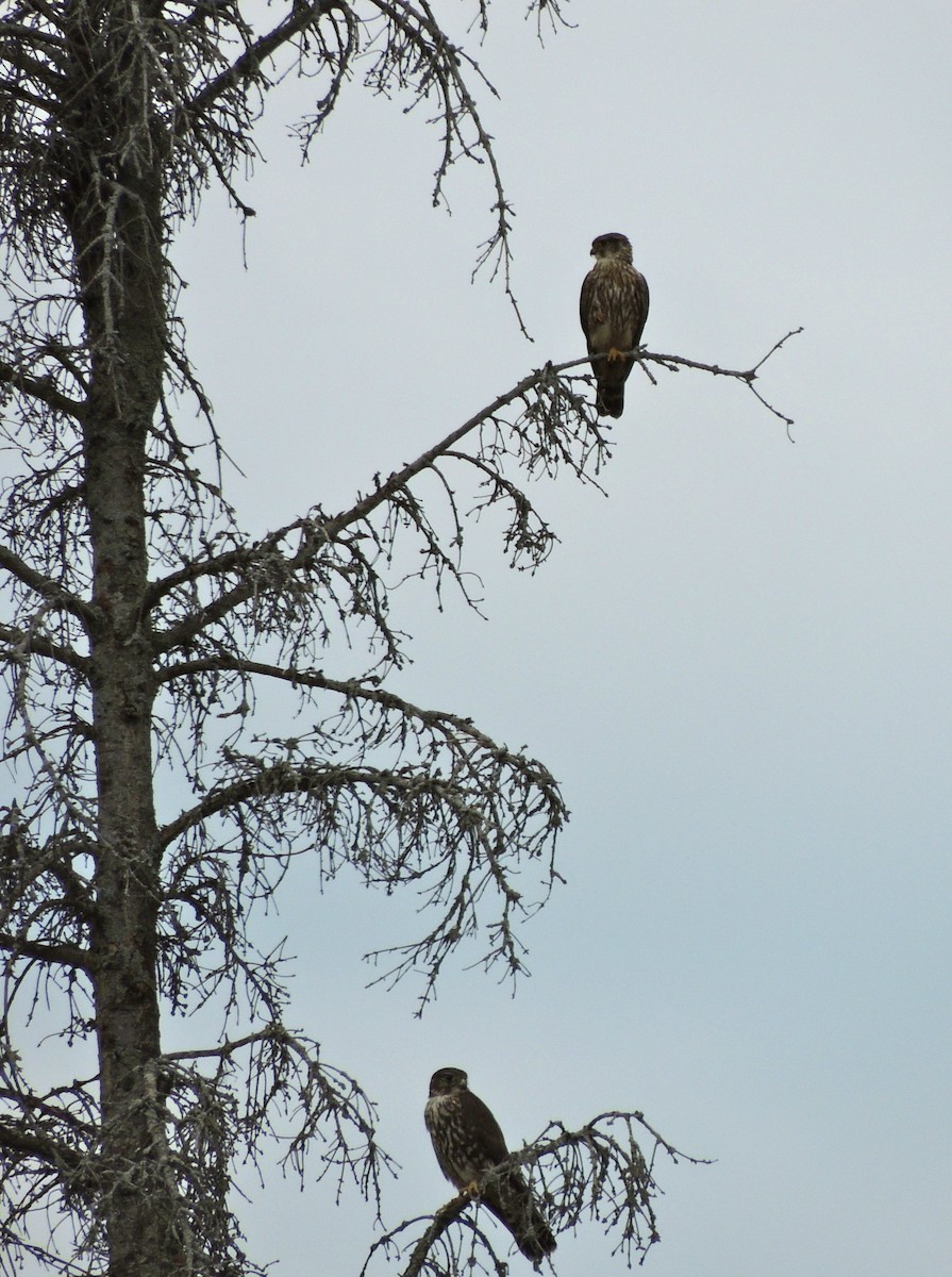 コチョウゲンボウ（columbarius） - ML25422991