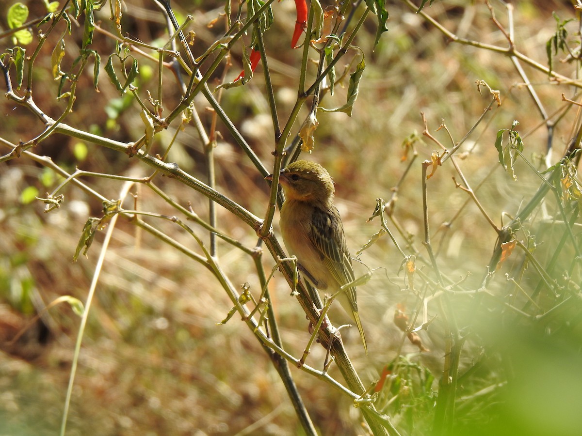 Vitelline Masked-Weaver - ML254230241