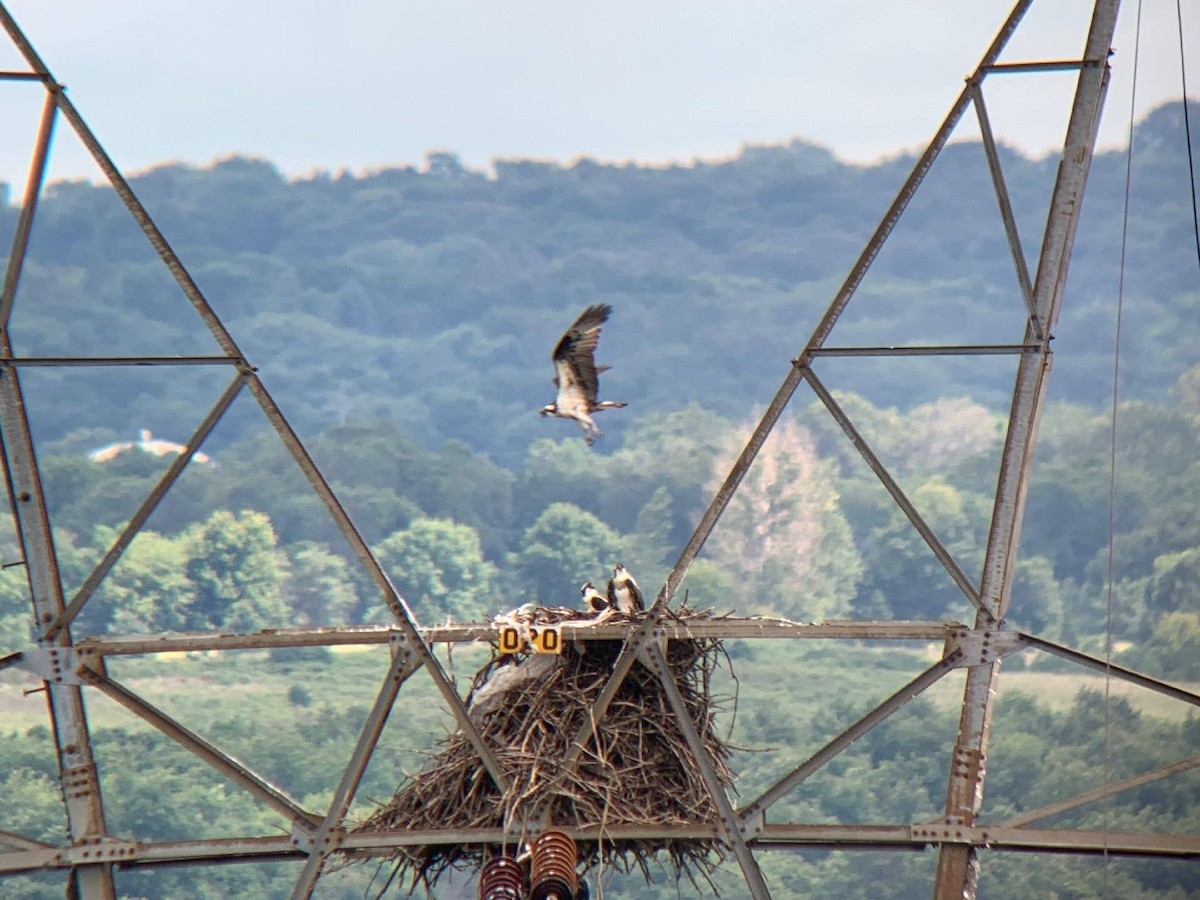 Osprey - ML254232901