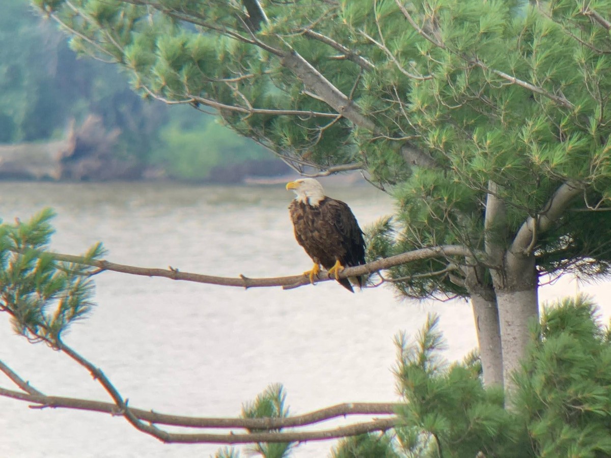 Bald Eagle - ML254232921