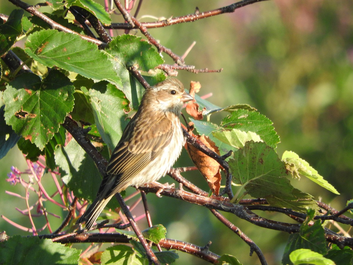 Purple Finch - ML254232961