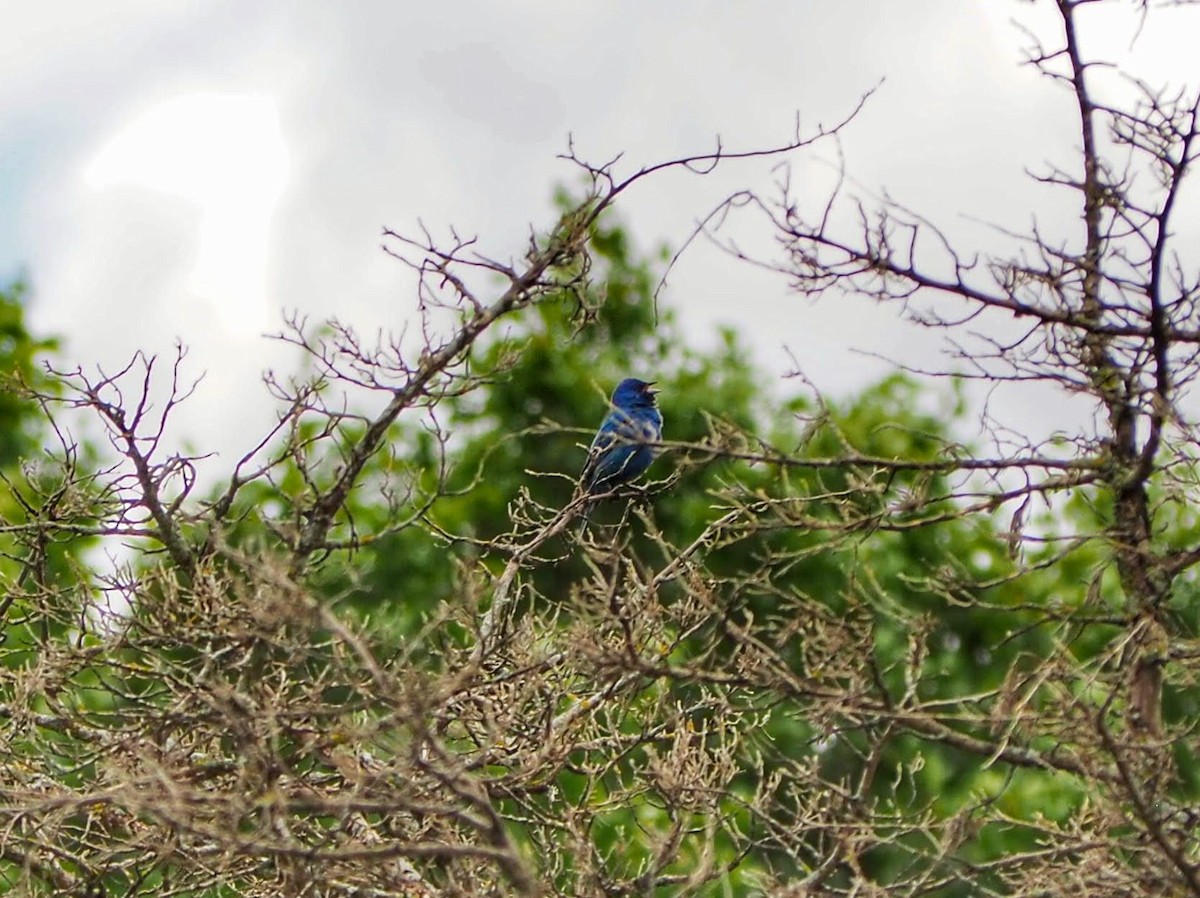 Indigo Bunting - ML254233121