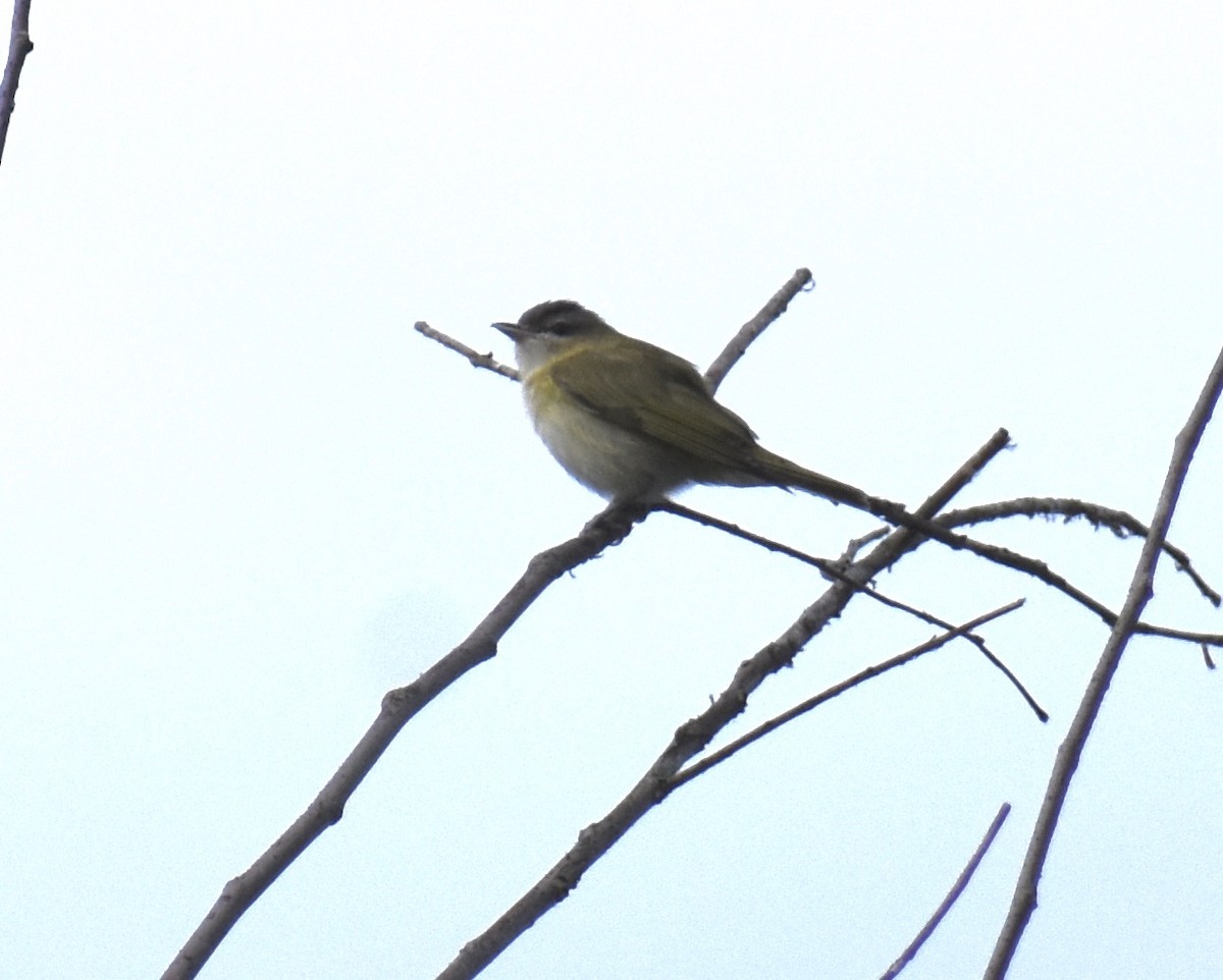 Warbling Vireo - ML254233201